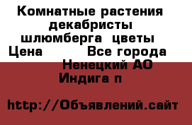 Комнатные растения, декабристы (шлюмберга) цветы › Цена ­ 300 - Все города  »    . Ненецкий АО,Индига п.